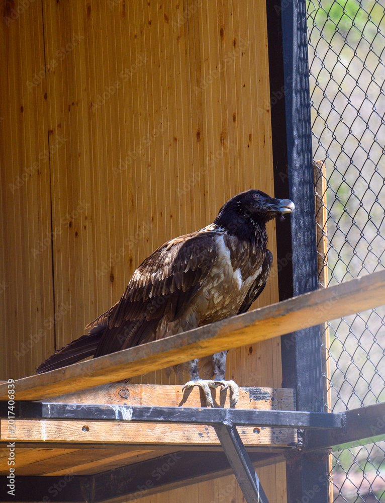 Fototapeta premium Black vulture resting on wooden perch near fence