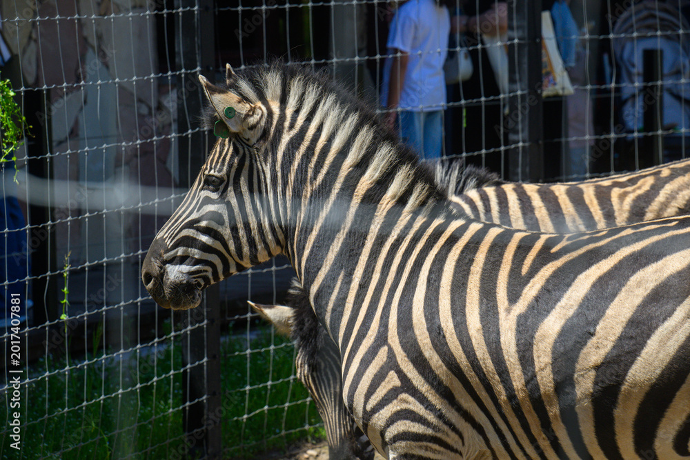 Fototapeta premium Zebra near fence with people in background