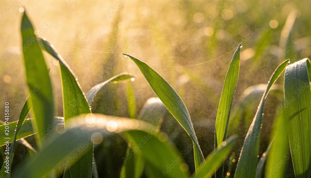Fototapeta premium Catching warm backlight, single green leaf blade bending in meadow, with dewdrops and spider silk
