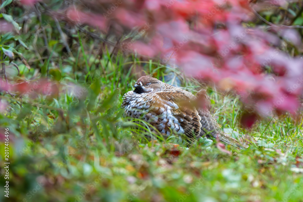Fototapeta premium Hazel Grouse hiding in autumn foliage