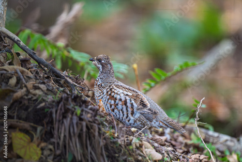 Fotografie Hazel Grouse standing on forest floor profile view