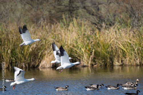 Snow Geese taking off from water with Aleutian Cackling Geese