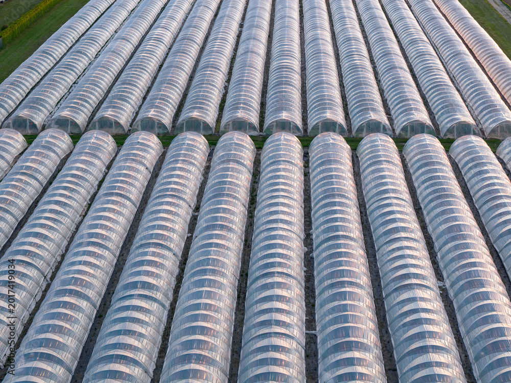 Fototapeta premium Greenhouse (Polytunnel) in Germany to produce strawberrys