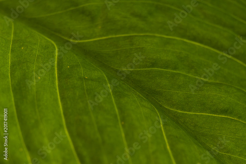 Fotografie Vibrant Green Leaf Surface Macro Texture Background with Soft Focus Raised Veins