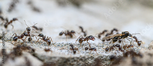 Bild auf Leinwand Ant colony in motion, captured in macro view