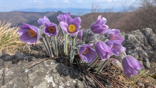 Foto Close-up of delicate purple pasque flowers growing between rocks in a mountain landscape, with soft hills and blue sky blurred in the background
