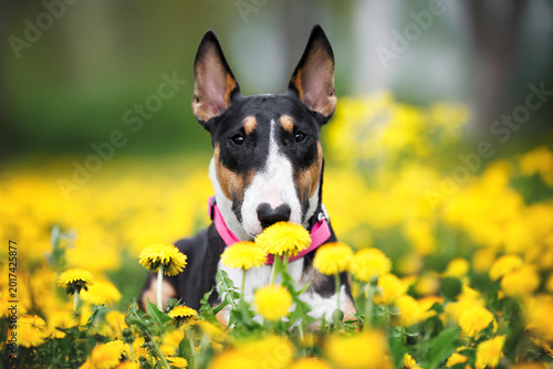Photos cute tricolor bull terrier dog lying in a field of dandelions