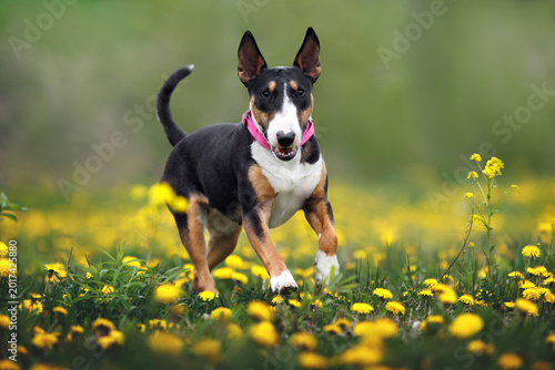 happy bull terrier dog running in a field of dandelions