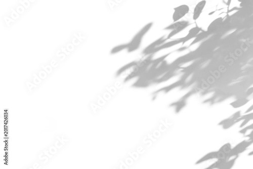 shadow overlay effects of abstract natural tree leaves shadow on wall background,Summer sunlight and shadow overlay effect,branches of a tree shadow,autumn leaves shadow,plants shadow