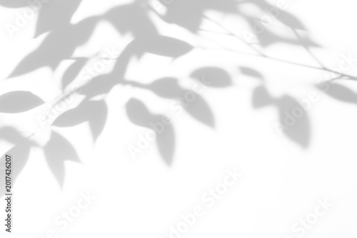 shadow overlay effects of abstract natural tree leaves shadow on wall background,Summer sunlight and shadow overlay effect,branches of a tree shadow,autumn leaves shadow,plants shadow