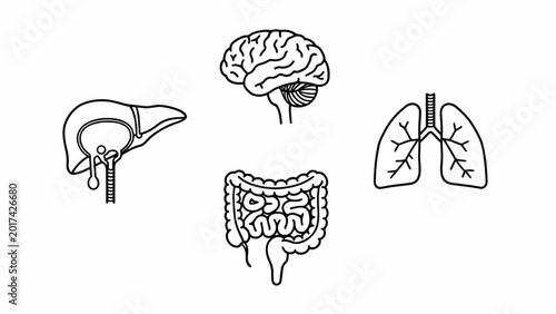 Human Internal Organs Anatomy Illustration.