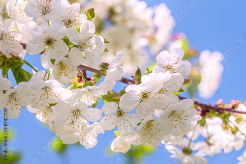 Blossoming cherry tree flowers in full bloom under bright blue sky