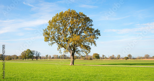 Foto autumnal oak tree on green meadow