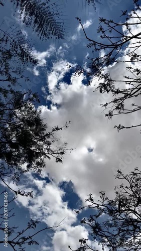 Low Angle View of Tree Branches Silhouetted Against Blue Sky with White Clouds