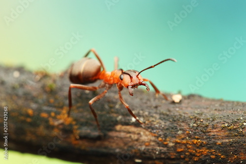Foto a wood ant insect on a stick