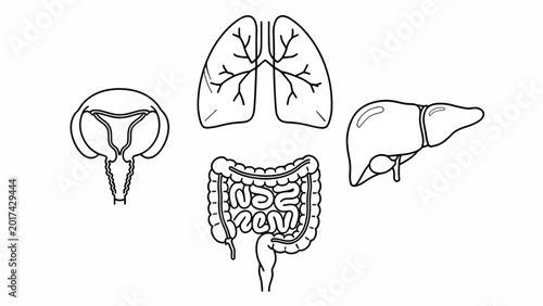 Human Internal Organs Anatomy Illustration.