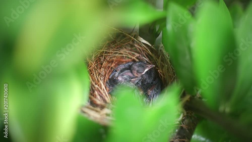 Close-up of newly hatched baby birds inside a small nest concealed within lush green foliage. Tender wildlife scene capturing early life, nature, and fragile ecosystem beauty.