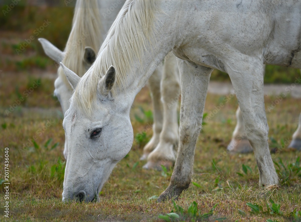 Fototapeta premium Natural landscape with scenic view of two Camarguais wild horses grazing in the countryside of the Camargue National Regional Park in Arles, Bouches-du-Rhône Provence, France.