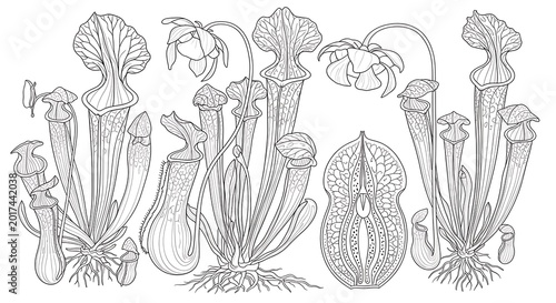 Detailed botanical illustration of various carnivorous pitcher plants in line art style
