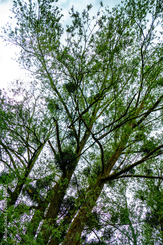 Fototapeta premium Baum mit vielen Misteln im Frühjahr