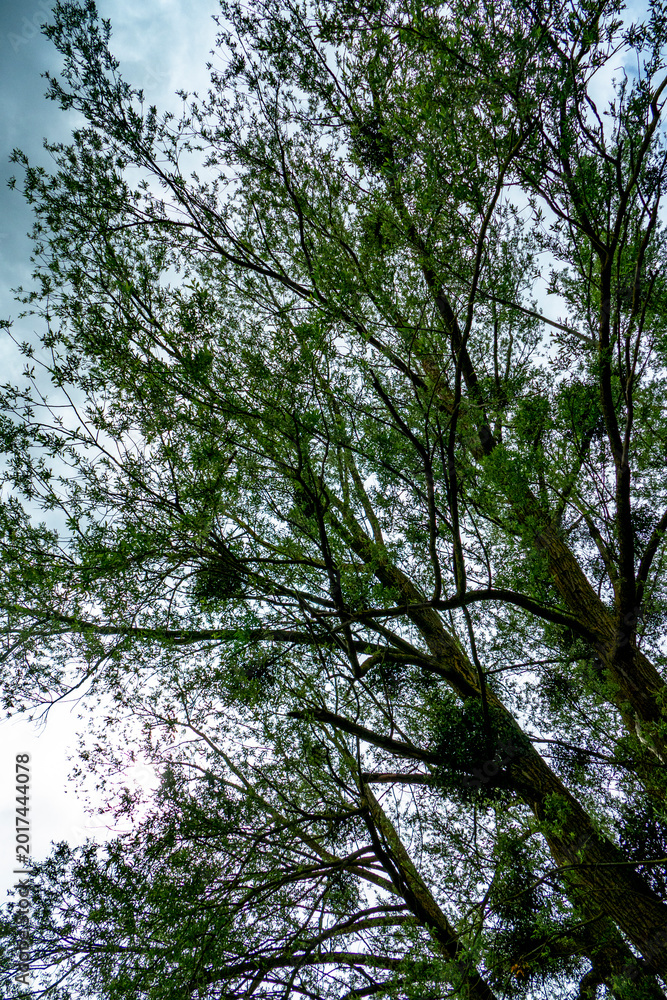 Fototapeta premium Baum mit vielen Misteln im Frühjahr