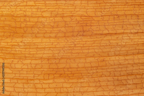 natural backdrop: close up of texture of dry leaf of orchid