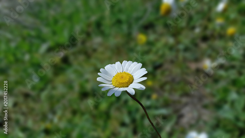 Beautiful Common Daisy (Bellis perennis) blooming in a green field with soft bokeh background.