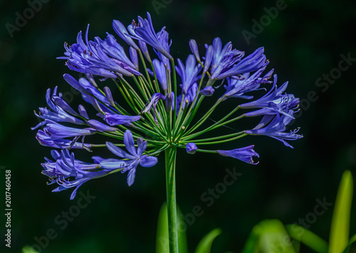 blue flower Agapanthus praecox