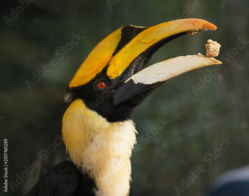 Close-Up Portrait of a Hornbill Bird