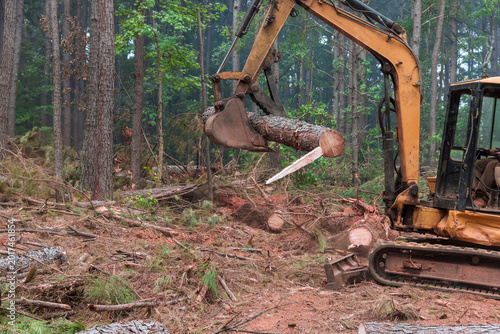 Tablou pe pânză Logging takes place in forest area during deforestation using heavy machinery
