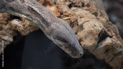 Close up of a python or Boa constrictor snake head slowly moving over rocks with the tongue coming out.