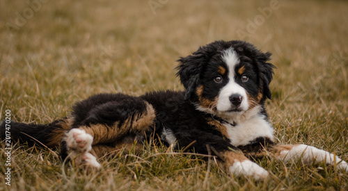 Fotografía bernese mountain dog puppy