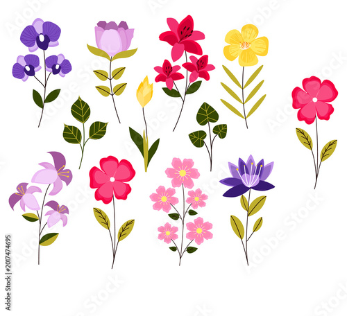  FLORAL FLOWERS WITH WHITE BACKGROUND