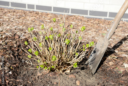Transplanting hydrangea plant with spade in garden