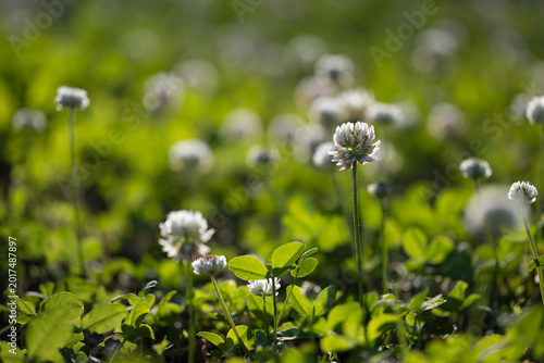 初夏の野原に咲く白いクローバーの花と緑の背景