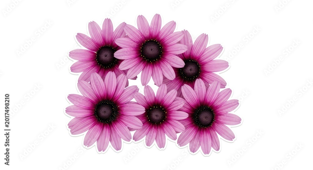 Fototapeta premium Group of six pink African daisies isolated on pure white background