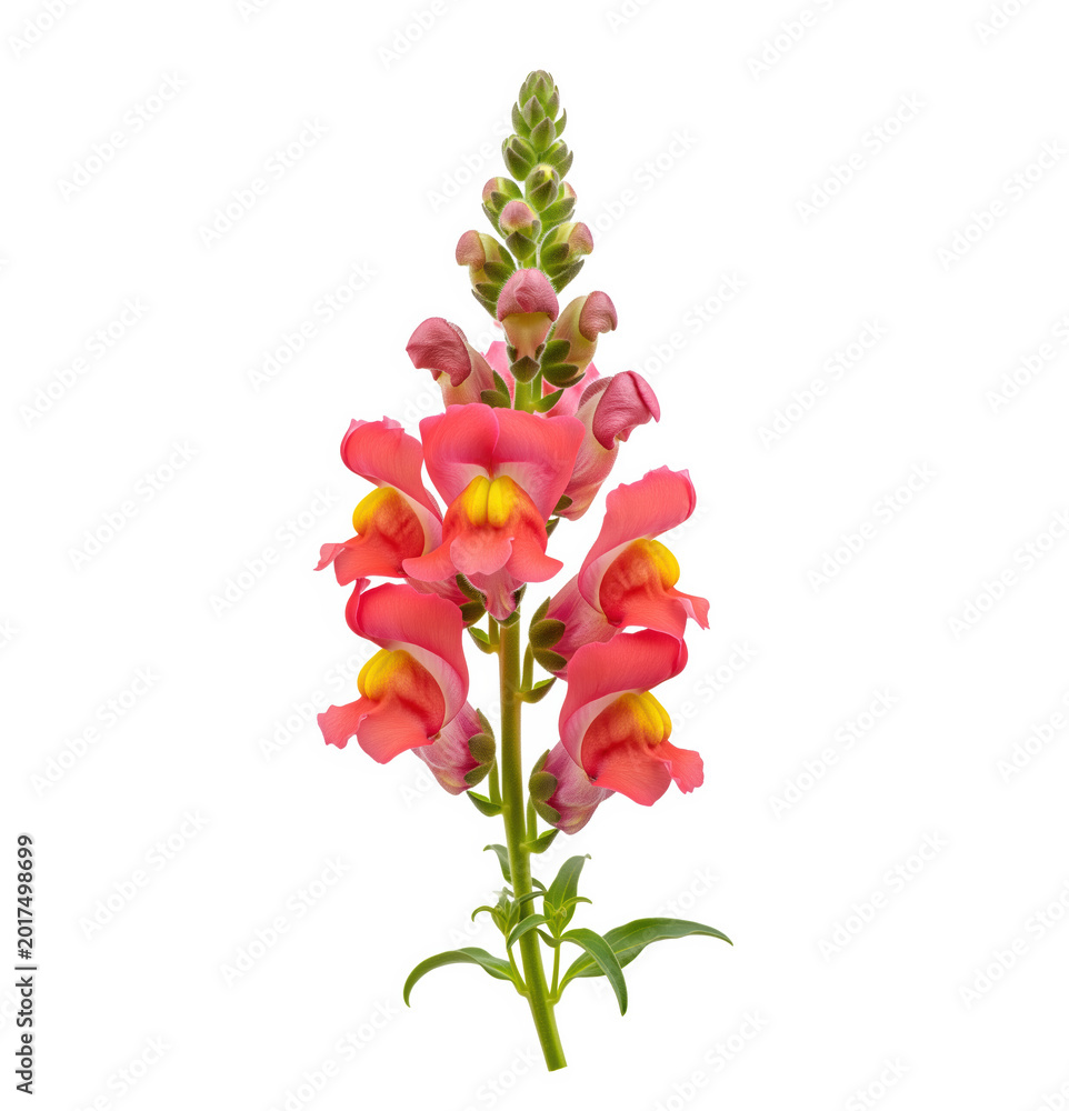 Fototapeta premium Snapdragon flower stem for cottage garden catalog and florist reference, pink antirrhinum bloom suited to seed packet artwork, nursery sale page, botanical lesson and seasonal greeting card use