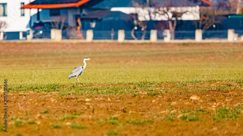 Obraz na płótnie Ardea cinerea, grey heron, walking on the grass in front of a settlement on a su