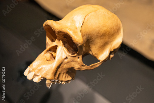 Tableau sur toile skull of an ancient human ancestor