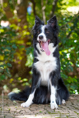 Foto A beautiful black and white Border Collie dog sitting on a stone path in a lush