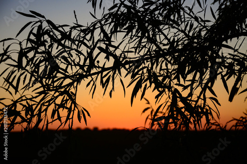 A peaceful evening scene featuring the detailed silhouette of willow or olive tree leaves and branches. The background shows a beautiful gradient of orange, yellow, and blue sky during golden hour. 