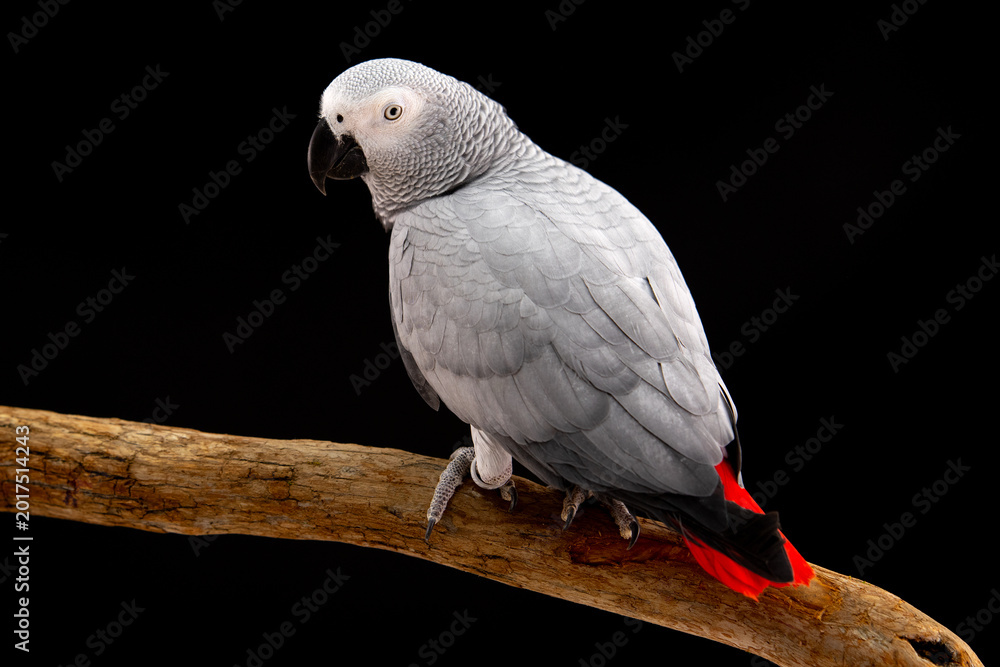 Fototapeta premium African Grey Parrot