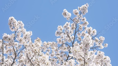 Beautiful Sakura Flowers Blooming Against Clear Blue Sky in Japan, 2026