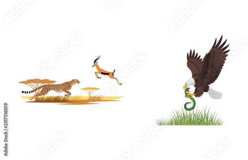 Photography Wild Animals Hunting Cheetah Chasing Gazelle, Eagle Capturing Snake in Nature Sc