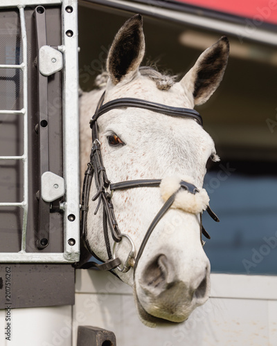 EQUESTRIAN EVENTS