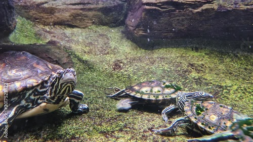 Several cute turtles play at the bottom of the aquarium, underwater world and animal life