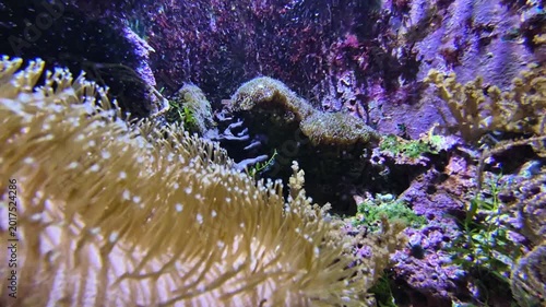 Swaying Beige Anemone Tentacles Closeup, Foreground Polyps Brushing Glass, Purple Reef Backdrop, Gentle Water Flow And Soft Light