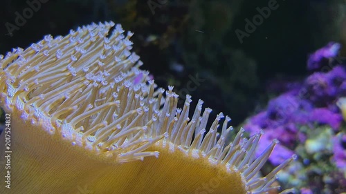 Fragile Coral Details. Detailed Examination Showcasing Delicate Coral Fringes And Contrasting Colors In Marine Environment