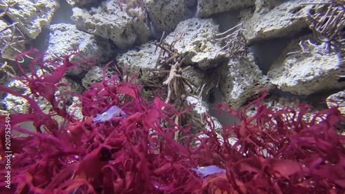 Dense Red Algae Carpeting Reef Floor, Closeup Of Textured Fronds Against Rockwork, Vivid Color Contrast And Calm Aquarium Setting