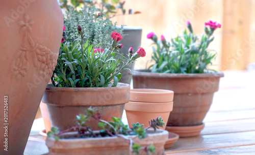 closeup on flowers potted and flowerpots on the floor of a wooden terrace and...